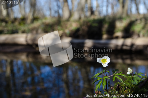 Image of Wood anemone at a small creek