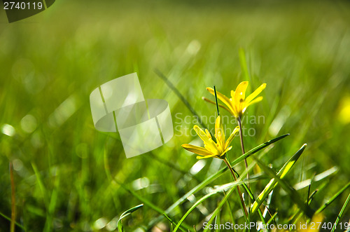 Image of Shiny yellow flower