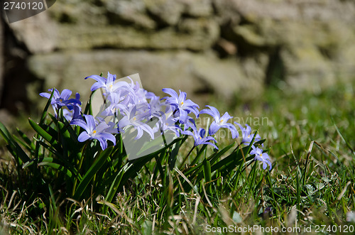 Image of Blue spring flowers group