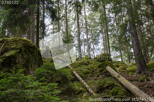 Image of Green untouched forest