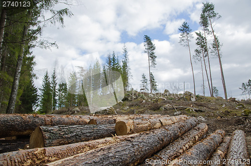 Image of Logpile at a clear cut area