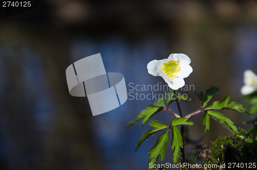 Image of Wood anemone at water background