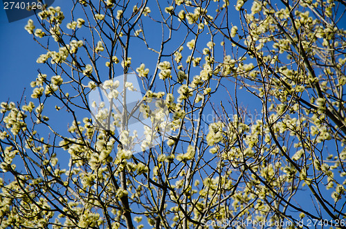 Image of Fluffy catkins at at tree against blue sky