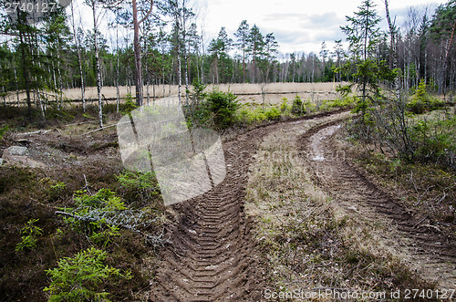 Image of Tracks in the forest