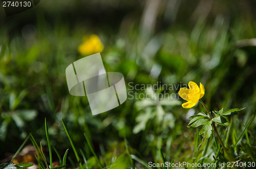 Image of Shiny yellow spring flower