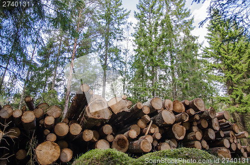 Image of Logpile in the forest