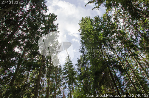 Image of Tall spruce trees