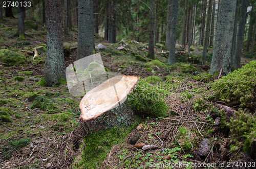 Image of Newly cut stump