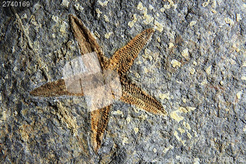 Image of old starfish fossil in the stone 