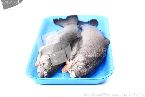 Image of fresh trouts