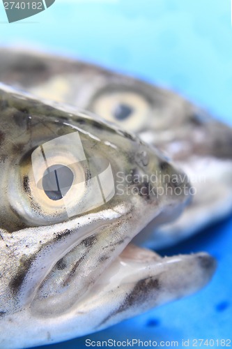 Image of heads of trouts