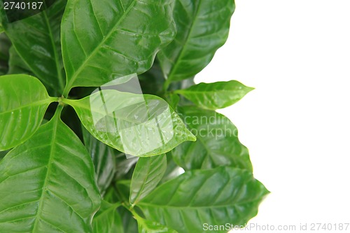 Image of coffe plant isolated on the white background 