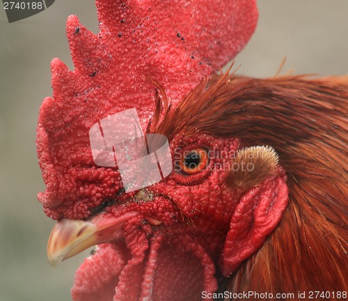 Image of head of rooster 