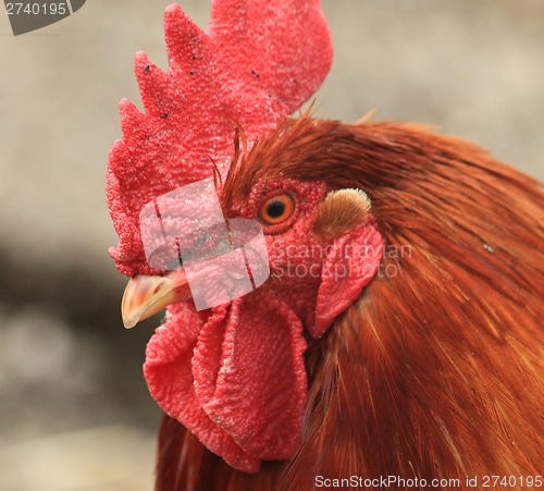 Image of head of rooster 