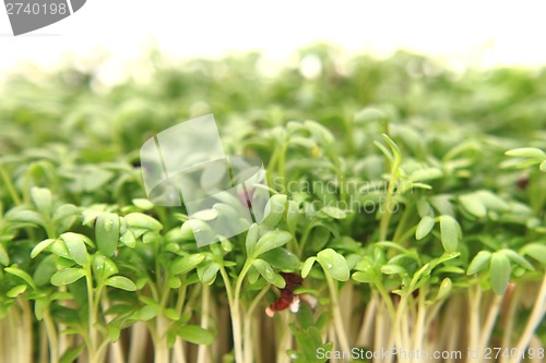 Image of watercreess isolated on the white background