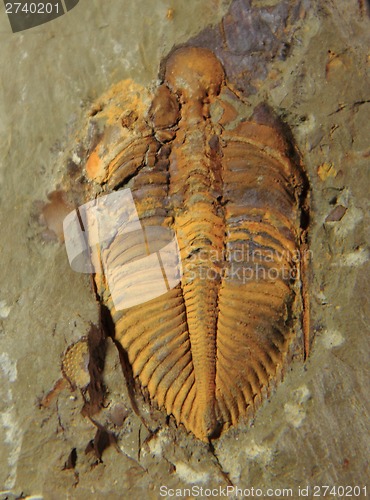 Image of trilobite fossil 