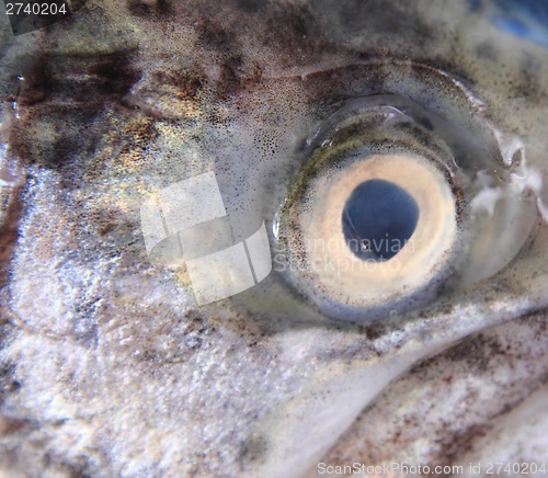 Image of eye of trout 