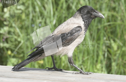 Image of Hooded Crow.