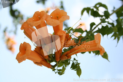 Image of Trumpet flowers