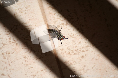 Image of Fly