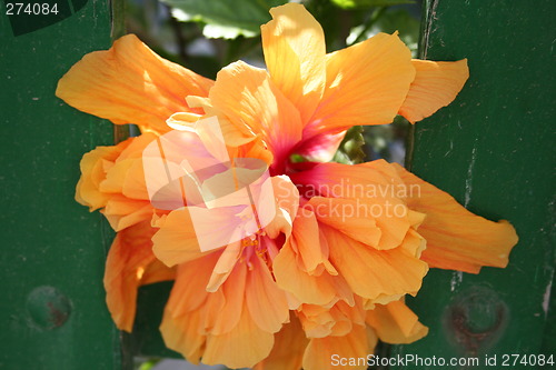 Image of Hibiscus