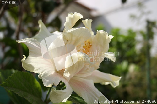 Image of White hibiscus