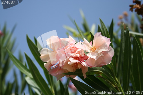 Image of Beautiful flowers