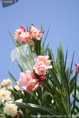 Image of Pink flowers