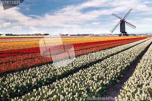 Image of Windmill on field of tulips