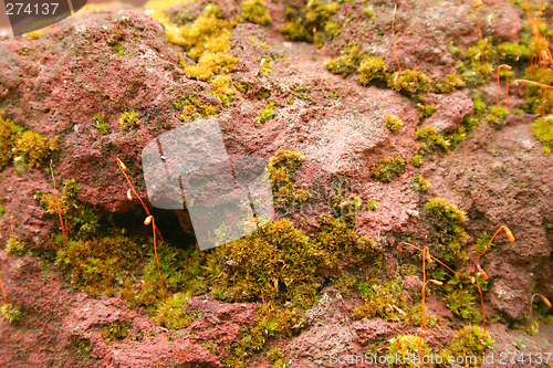 Image of Red Rock with Moss