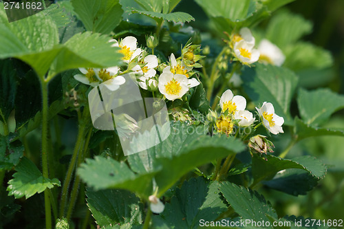 Image of flowers strawberries