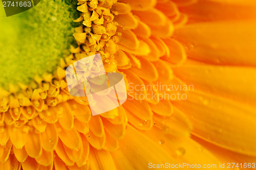Image of Yellow gerbera flower closeup