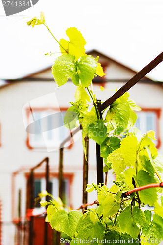 Image of Grapevine in a rustic garden