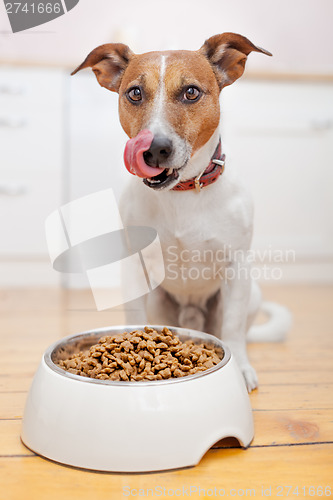 Image of hungry dog 