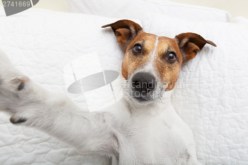 Image of dog selfie