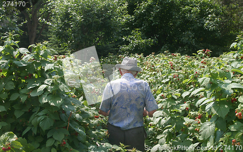 Image of senior in garden