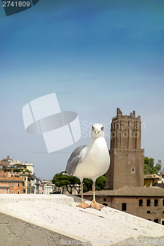 Image of yellow legged-gull standing on the top of house