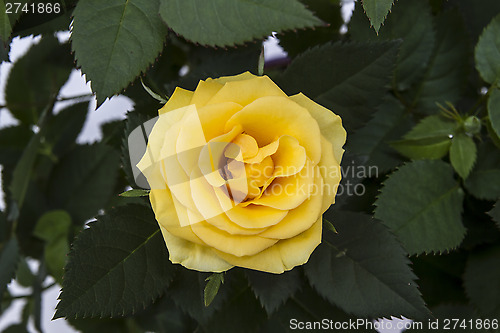 Image of Yellow Rose