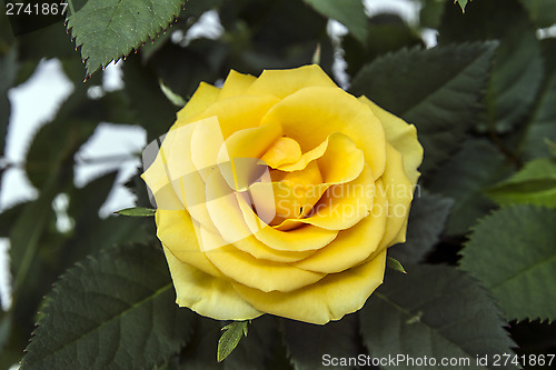 Image of Yellow Rose