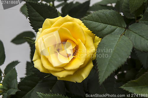 Image of Yellow Rose