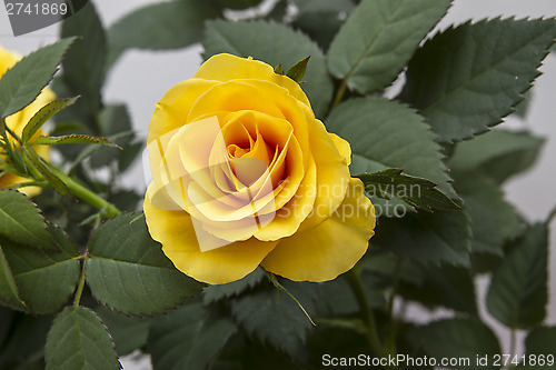 Image of Yellow Rose