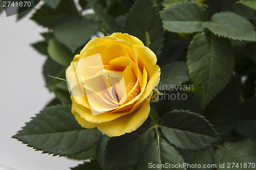 Image of Yellow Rose