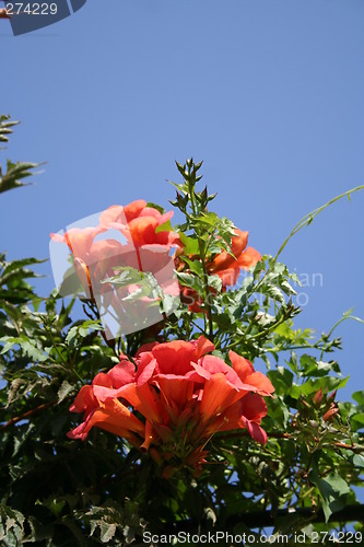 Image of Bell-flowers
