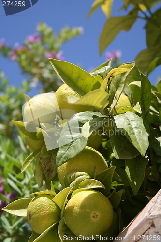 Image of Clementines