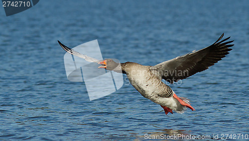 Image of Greylag Goose in flight