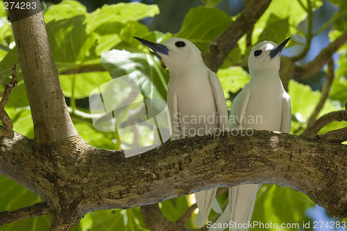 Image of Fairy terns