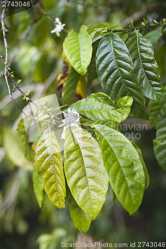 Image of Coffe leaves