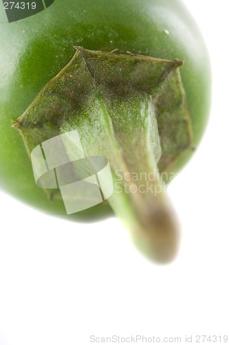 Image of Jalapeno Hot Pepper 4