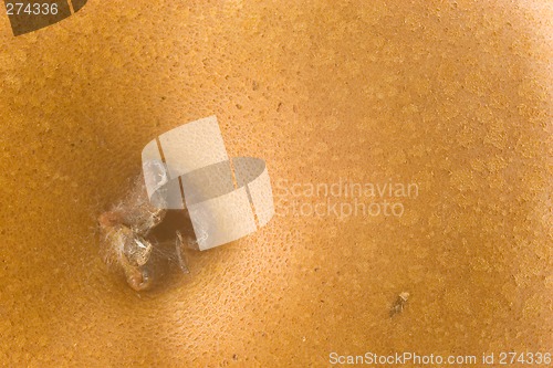 Image of Bosc Pear Abstract