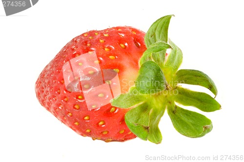 Image of Striking Strawberry